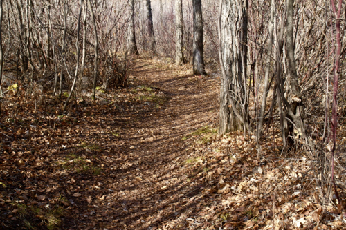 Forest path